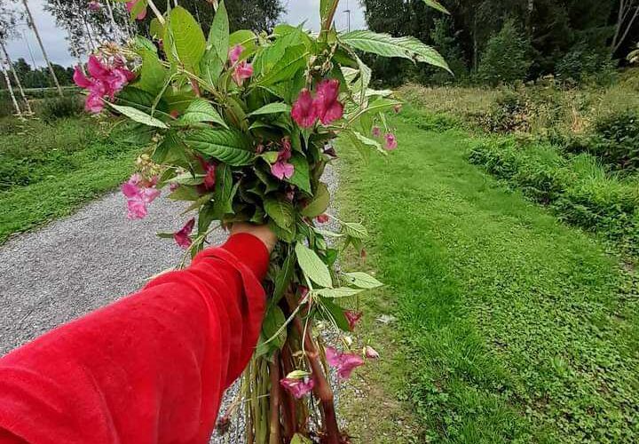 Mustasaaren talkoot jättipalsamin torjumiseksi – Korsholms talko för bekämpning av jättebalsamin